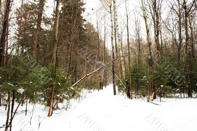 Russian Winter wood