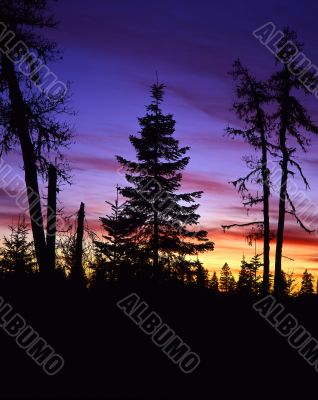 Tree Silhouette