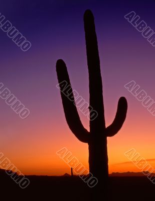 Saguaro Cactus Silhouette