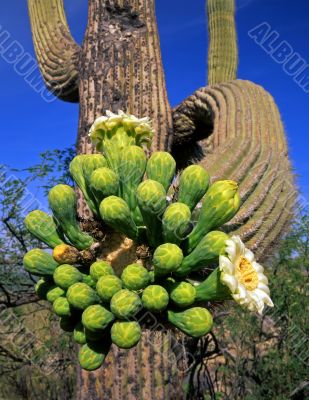 Saguaro Cactus Flower