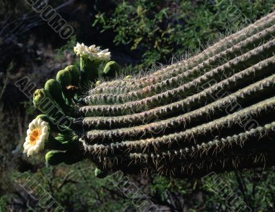 Saguaro Cactus Flower