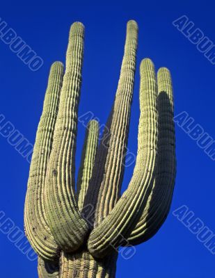 Saguaro Cactus