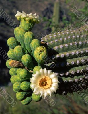 Saguaro Cactus Flower
