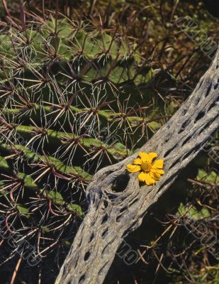 Cactus & Flower
