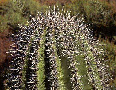 Saguaro Cactus