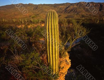 Saguaro Cactus
