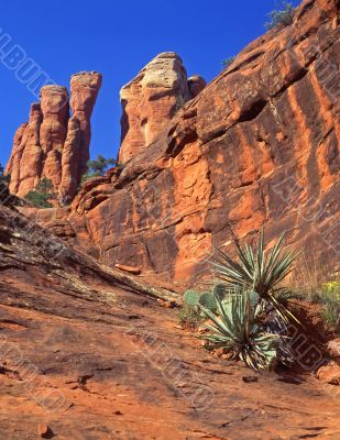 Red Rocks & Cactus