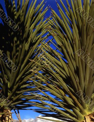Mojave Yucca