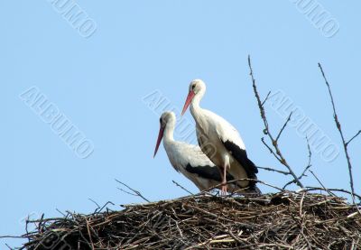 storks couple in nest on blue sky background