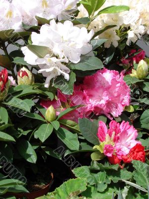 Bouquet of rosy pink spring flowers