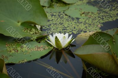 water-lily