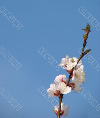 Spring blossom of apricote tree white flowers