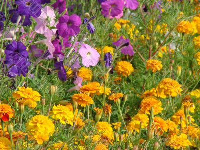 Flower bed blossoming