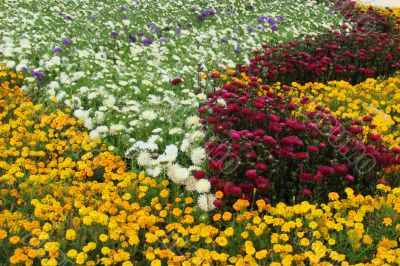 Multicolor blossoming bed of flowers