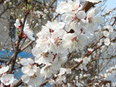 Spring blossom of apricote tree white flowers