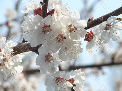 Spring blossom of apricote tree white flowers