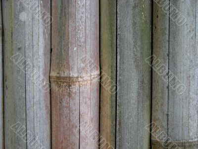 Bamboo Fence