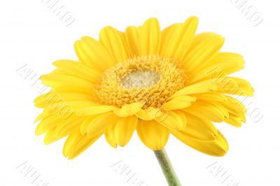 bright
