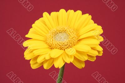 bright