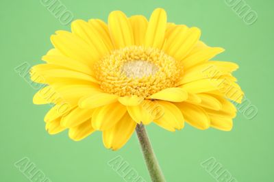 bright