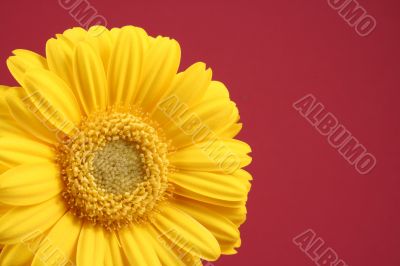 bright