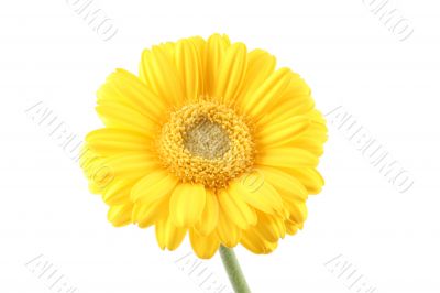 bright