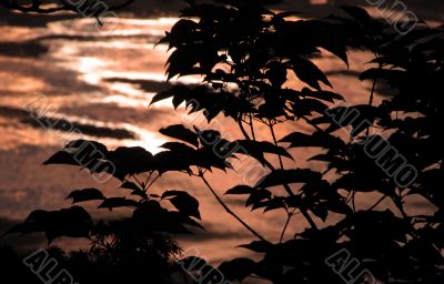 Susnet forest abstract