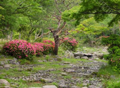 Summer Japanese garden