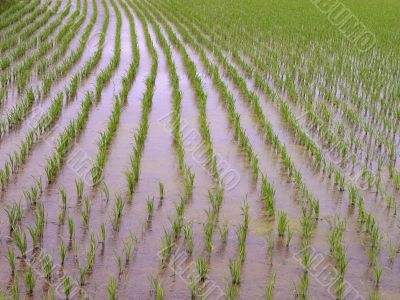 Rice field texture