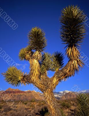 Mojave Yucca #2