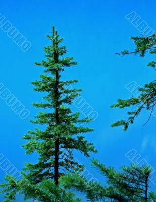 Lodge Pole Pine