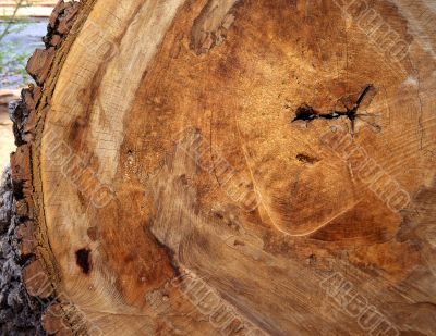 Tree Rings