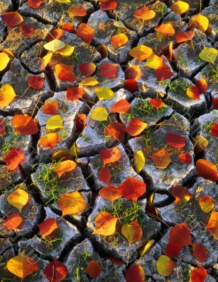 Red & Yellow Leaves