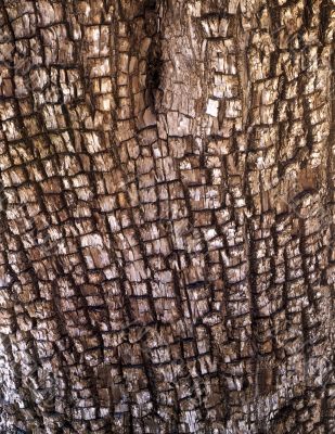 Alligator Juniper Bark