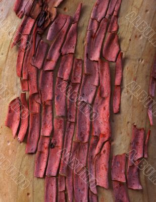 Abstract Bark