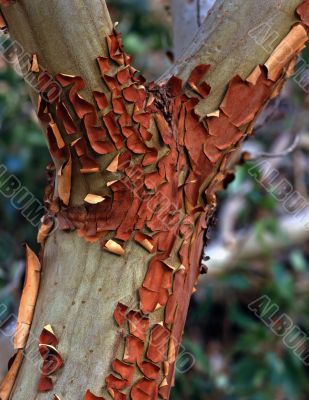 Branch & Bark
