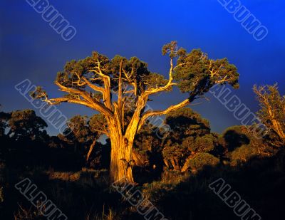 Sunset Tree