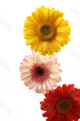 three lovely bright gerbera isolated on white