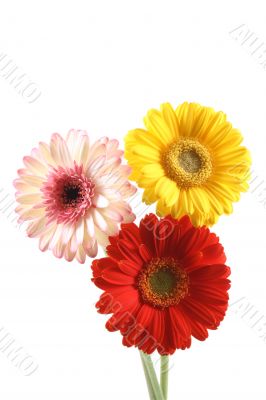 three lovely bright gerbera isolated on white