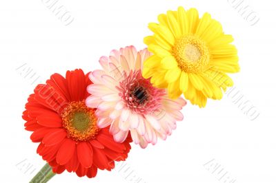 three lovely bright gerbera isolated on white