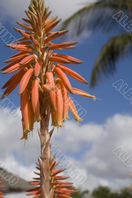 blossoming aloe