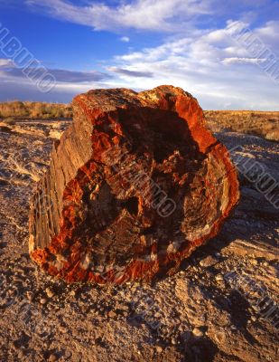 Petrified Rock