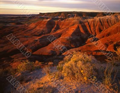 Painted Desert