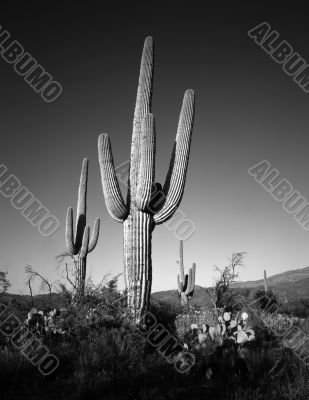 Saguaro Cactus B & W