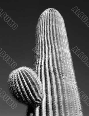 Saguaro Cactus B & W