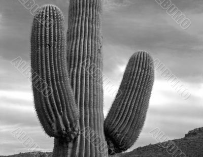 Saguaro Cactus B & W