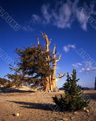 Bristlecone Pine Trees