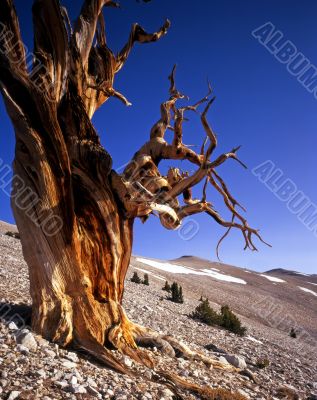 Bristlecone Pine Tree