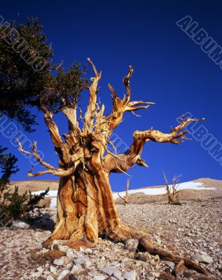 Bristlecone Pine Tree