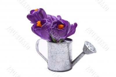 close-ups of lovely crocuses